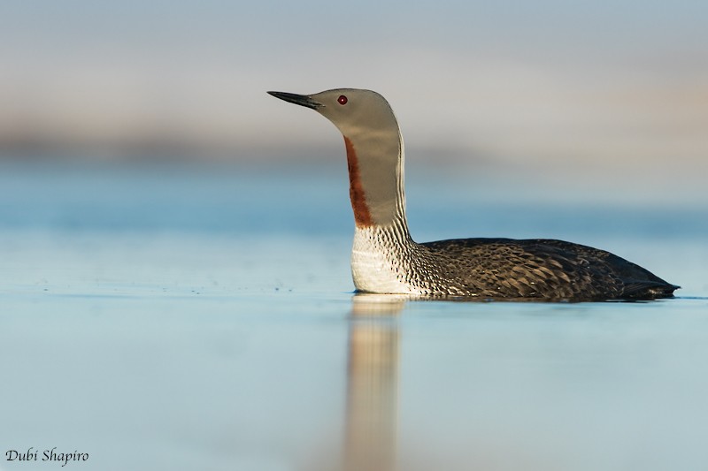 Red-throated Loon - ML205127751