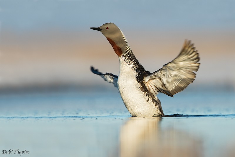 Red-throated Loon - ML205127771