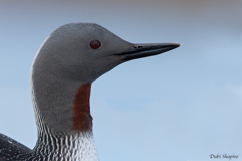 Red-throated Loon - ML205127781