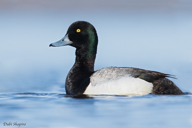 Greater Scaup - ML205128151