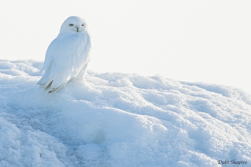 Snowy Owl - Dubi Shapiro