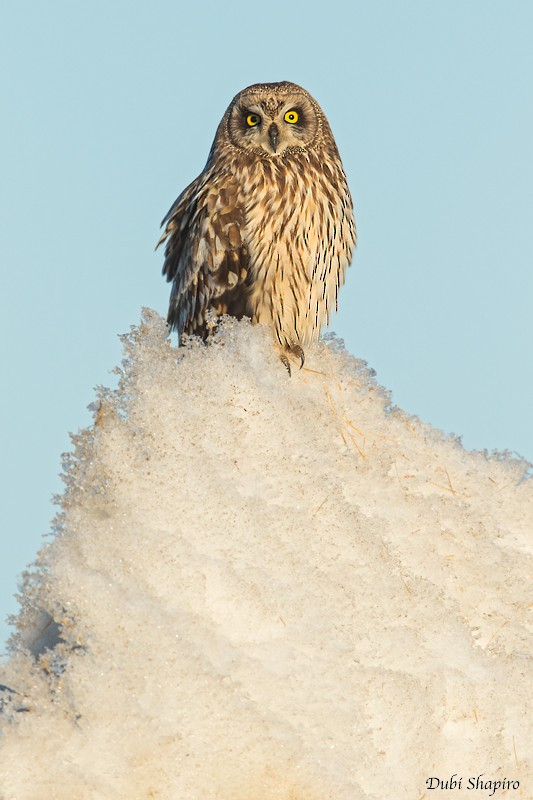 Short-eared Owl (Northern) - Dubi Shapiro