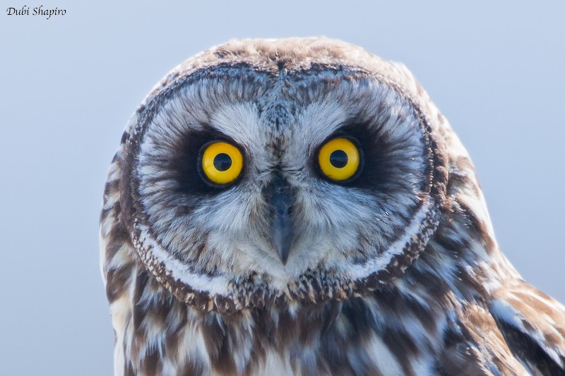 Short-eared Owl (Northern) - Dubi Shapiro