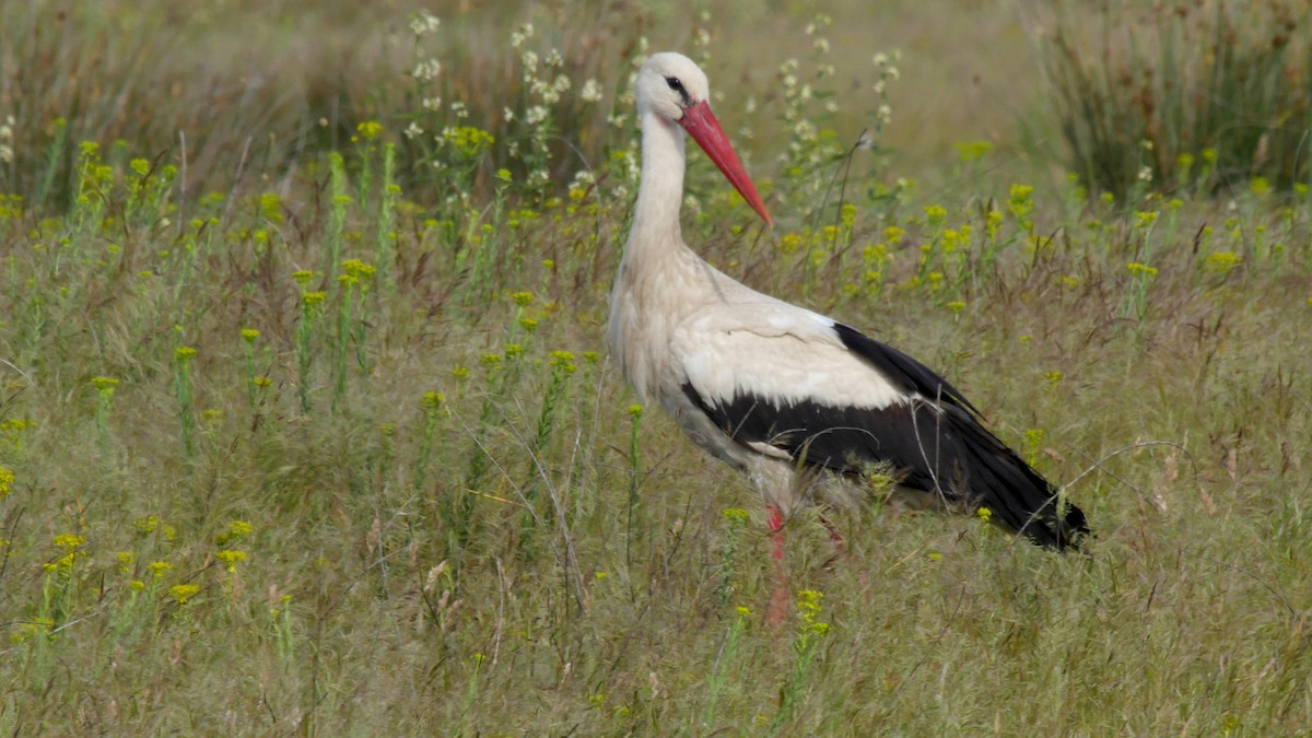 White Stork - Josep del Hoyo