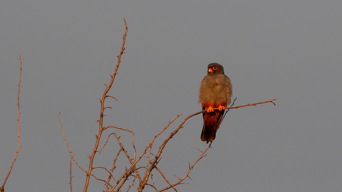 Red-footed Falcon - ML205128361