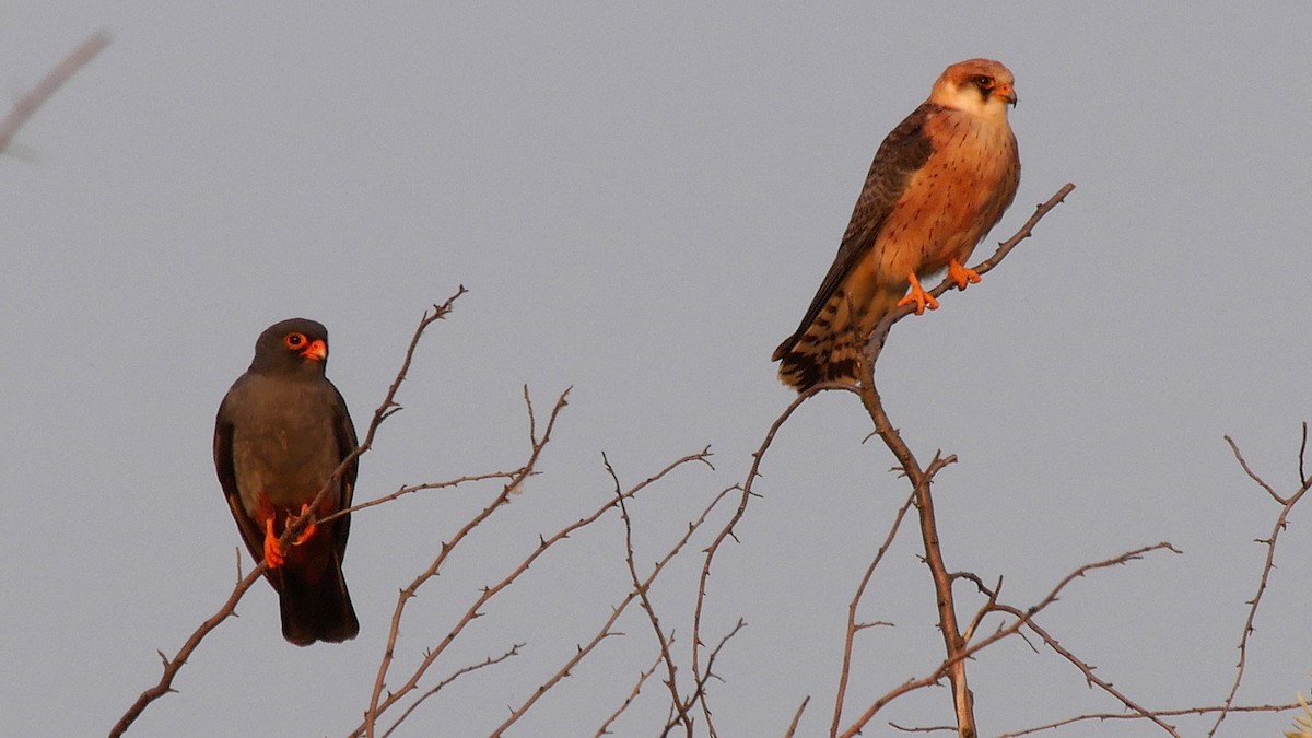Red-footed Falcon - ML205128371