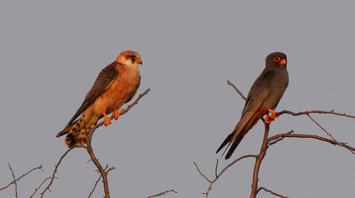Red-footed Falcon - ML205128381