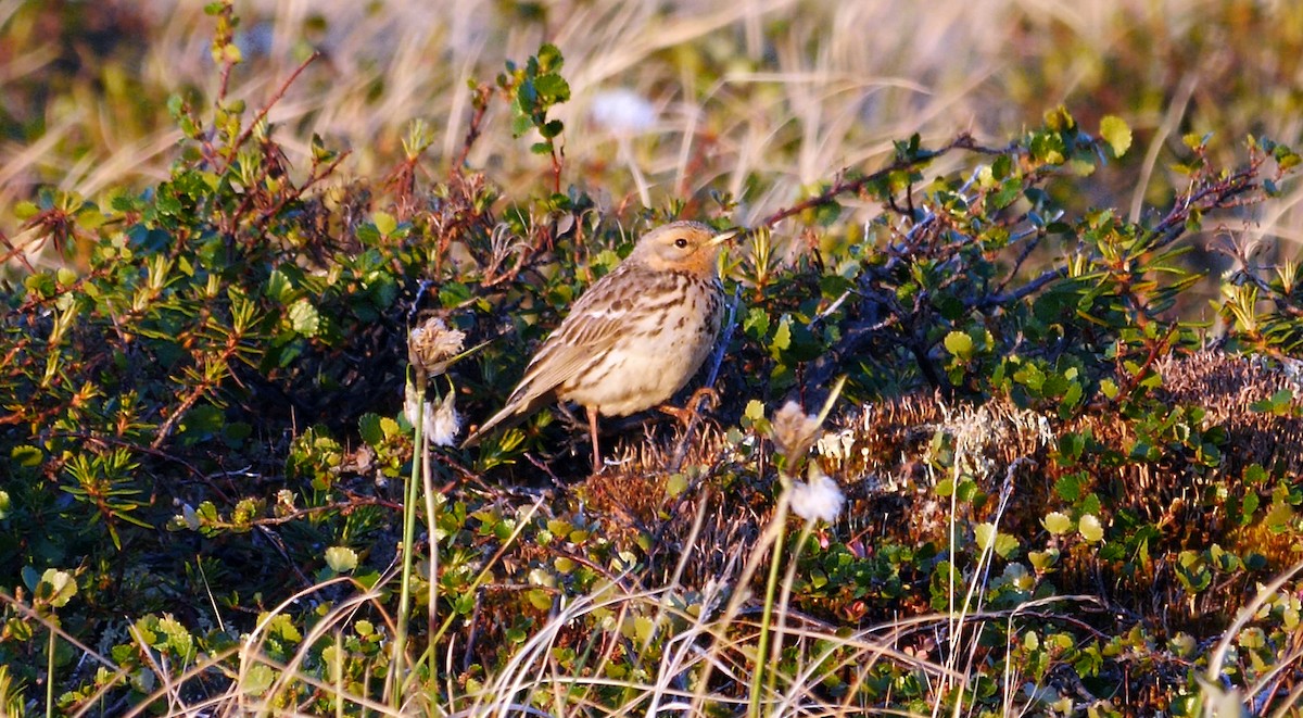 Red-throated Pipit - ML205129001