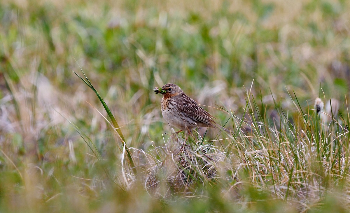 Red-throated Pipit - ML205129011