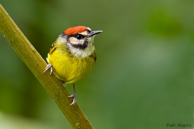 Photos - Rufous-crowned Tody-Flycatcher - Poecilotriccus ruficeps ...
