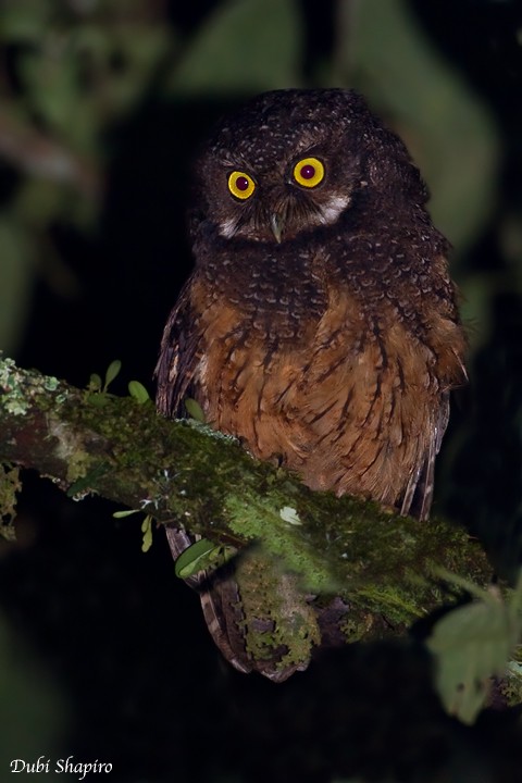 White-throated Screech-Owl - Dubi Shapiro