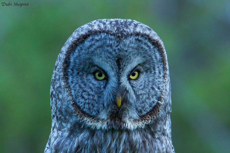 Great Gray Owl (American) - Dubi Shapiro