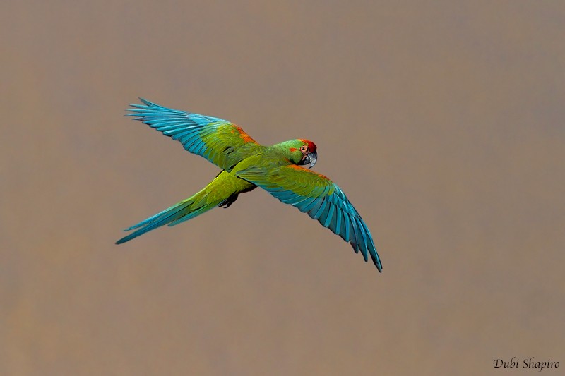Red-fronted Macaw - ML205129431