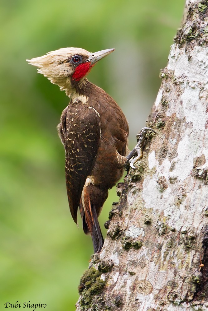 Pale-crested Woodpecker - Dubi Shapiro