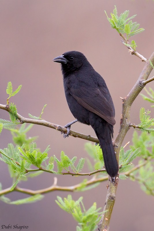 Bolivian Blackbird - ML205129581