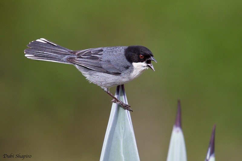 Black-capped Warbling Finch - ML205129621