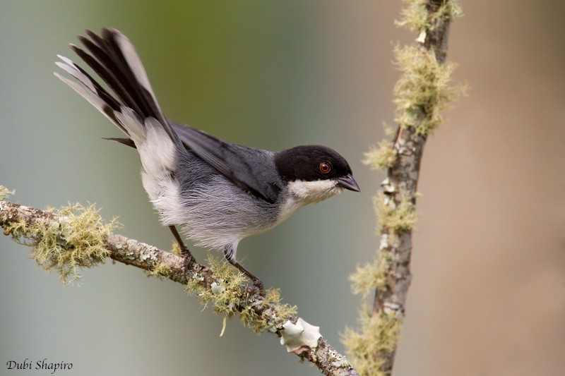 Black-capped Warbling Finch - ML205129631