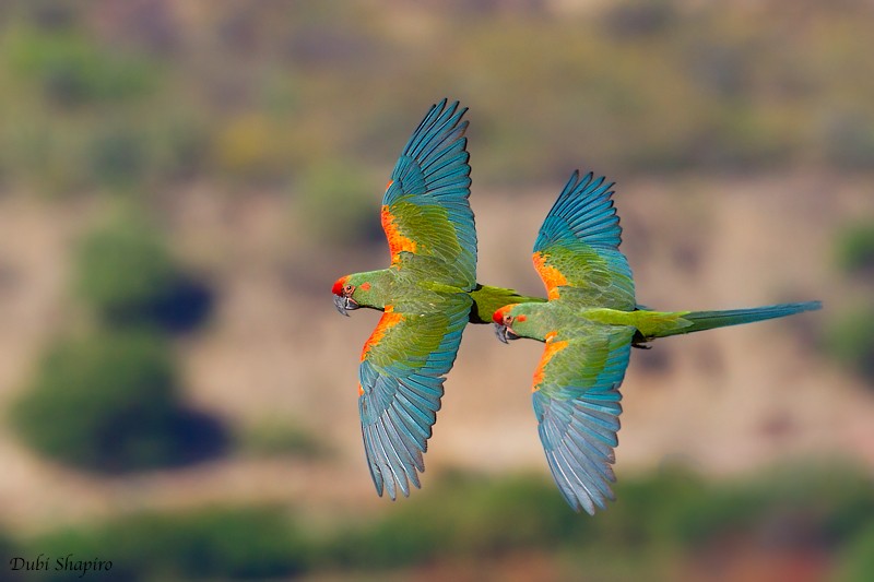 Red-fronted Macaw - Dubi Shapiro