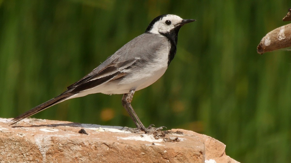 White Wagtail (White-faced) - ML205129821