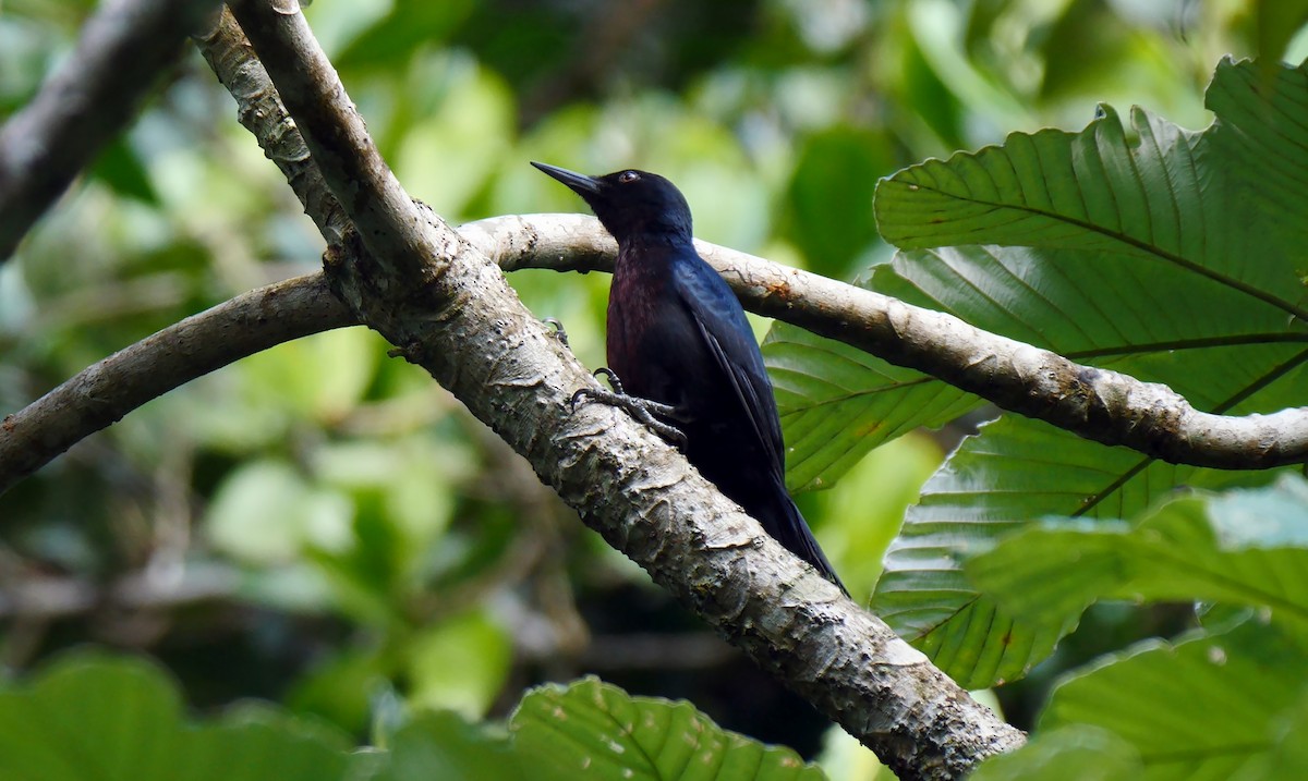 Guadeloupe Woodpecker - Josep del Hoyo