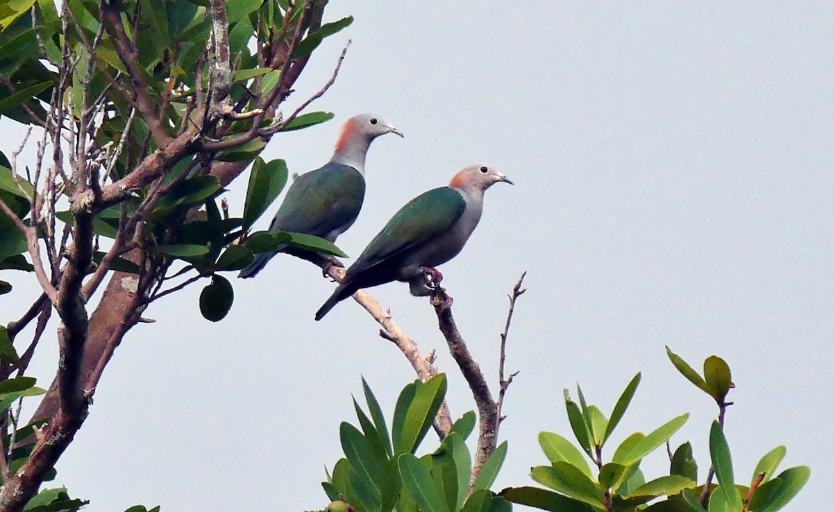 Green Imperial-Pigeon (Rufous-naped) - ML205130211