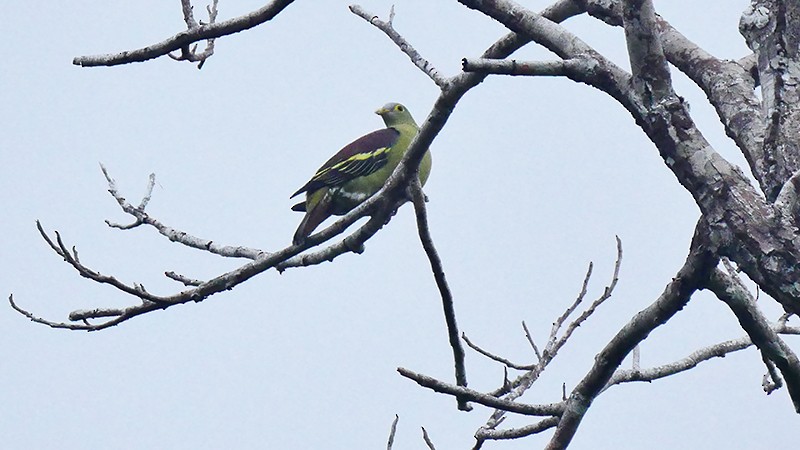 Gray-cheeked Green-Pigeon - ML205130221