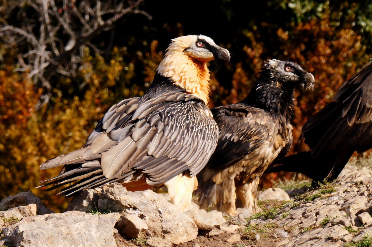 Bearded Vulture (Eurasian) - ML205130241