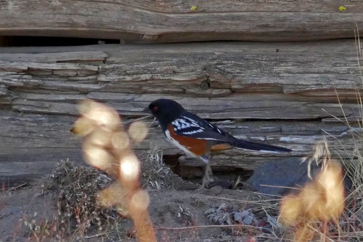 Spotted Towhee - ML20513031
