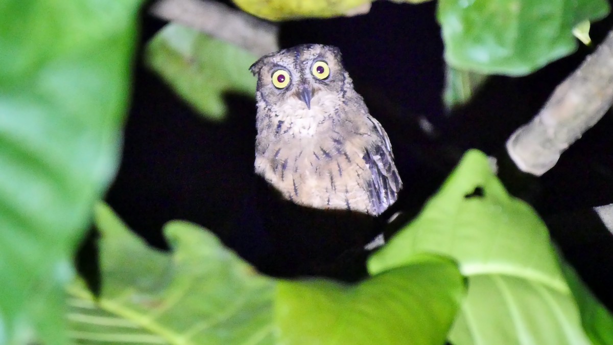 Moluccan Scops-Owl (Moluccan) - ML205130421
