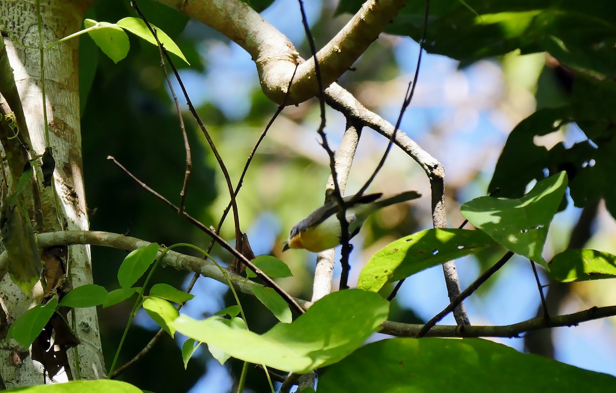 Spectacled Monarch (Halmahera) - ML205130741
