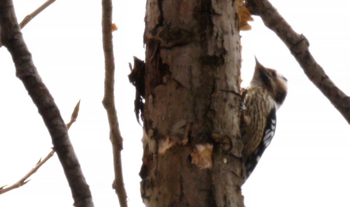 Gray-capped Pygmy Woodpecker - ML205130851