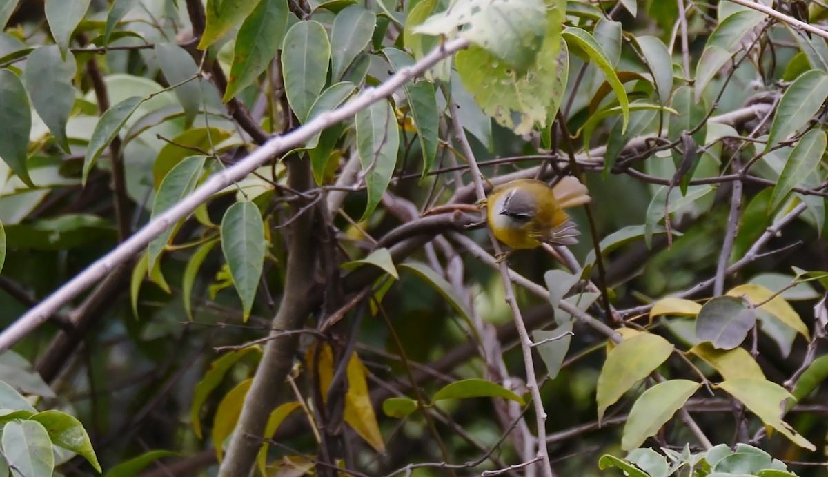 Yellow-bellied Warbler - ML205130891