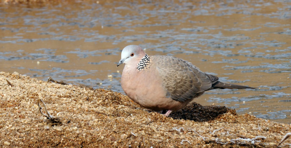 Spotted Dove (Eastern) - ML205130911