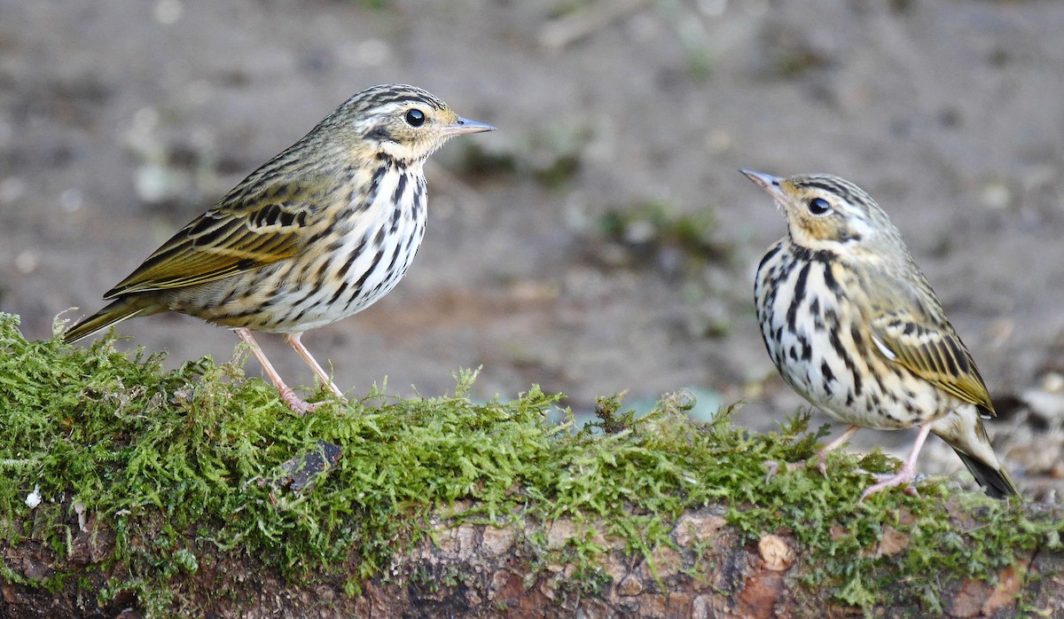 Olive-backed Pipit - ML205131191