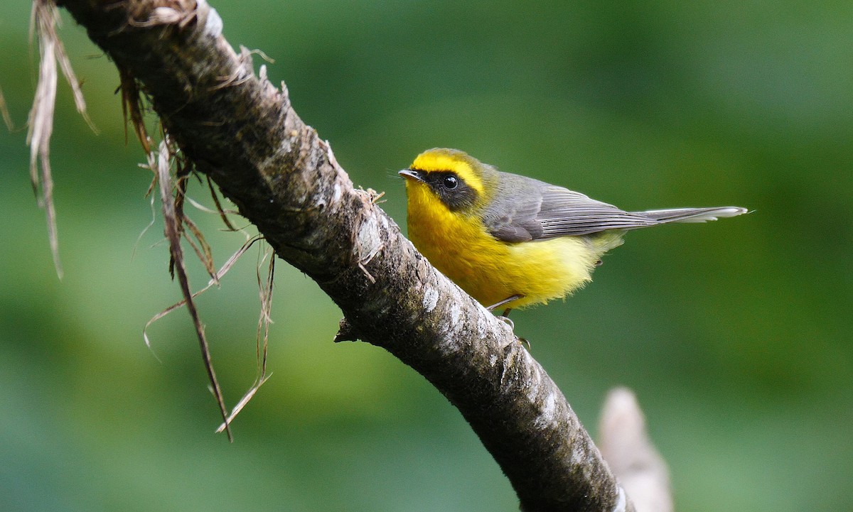 Yellow-bellied Fairy-Fantail - ML205131241