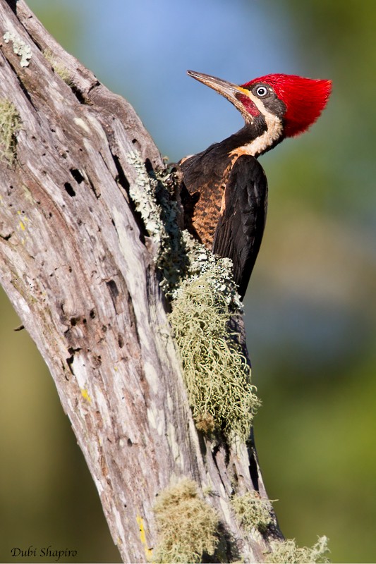 Lineated Woodpecker (Lineated) - Dubi Shapiro