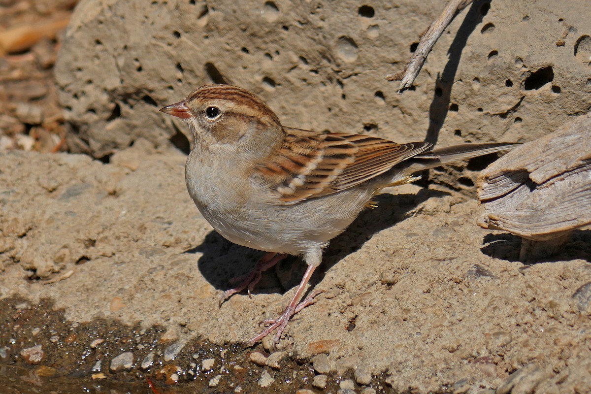 Chipping Sparrow - ML20513131
