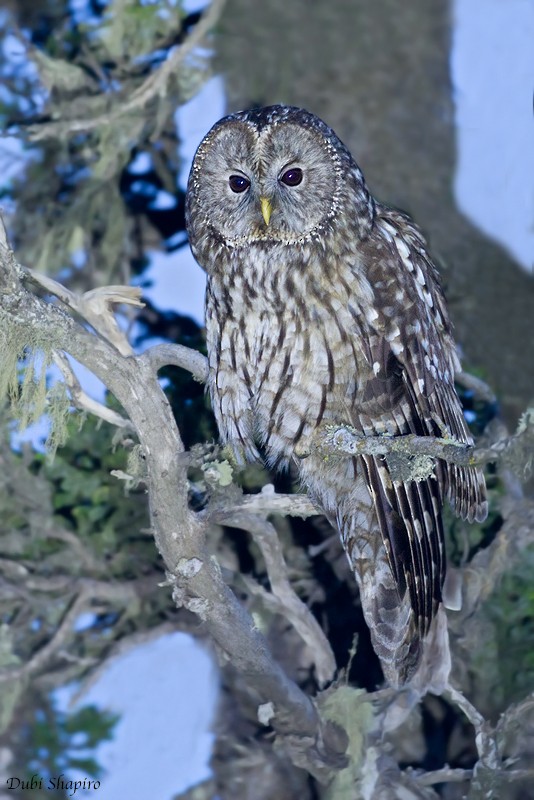 Ural Owl (Pere David's) - ML205131341