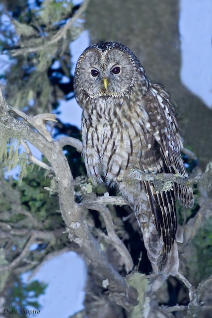  - Ural Owl (Pere David's) - 