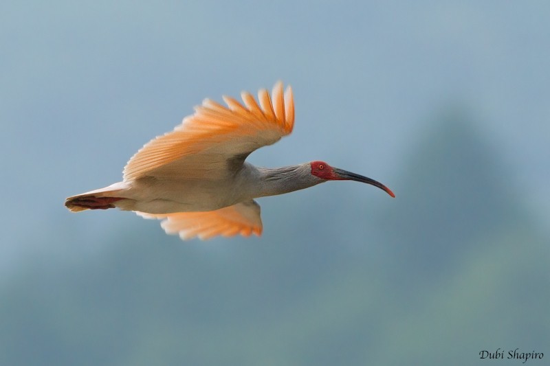 Crested Ibis - ML205131481