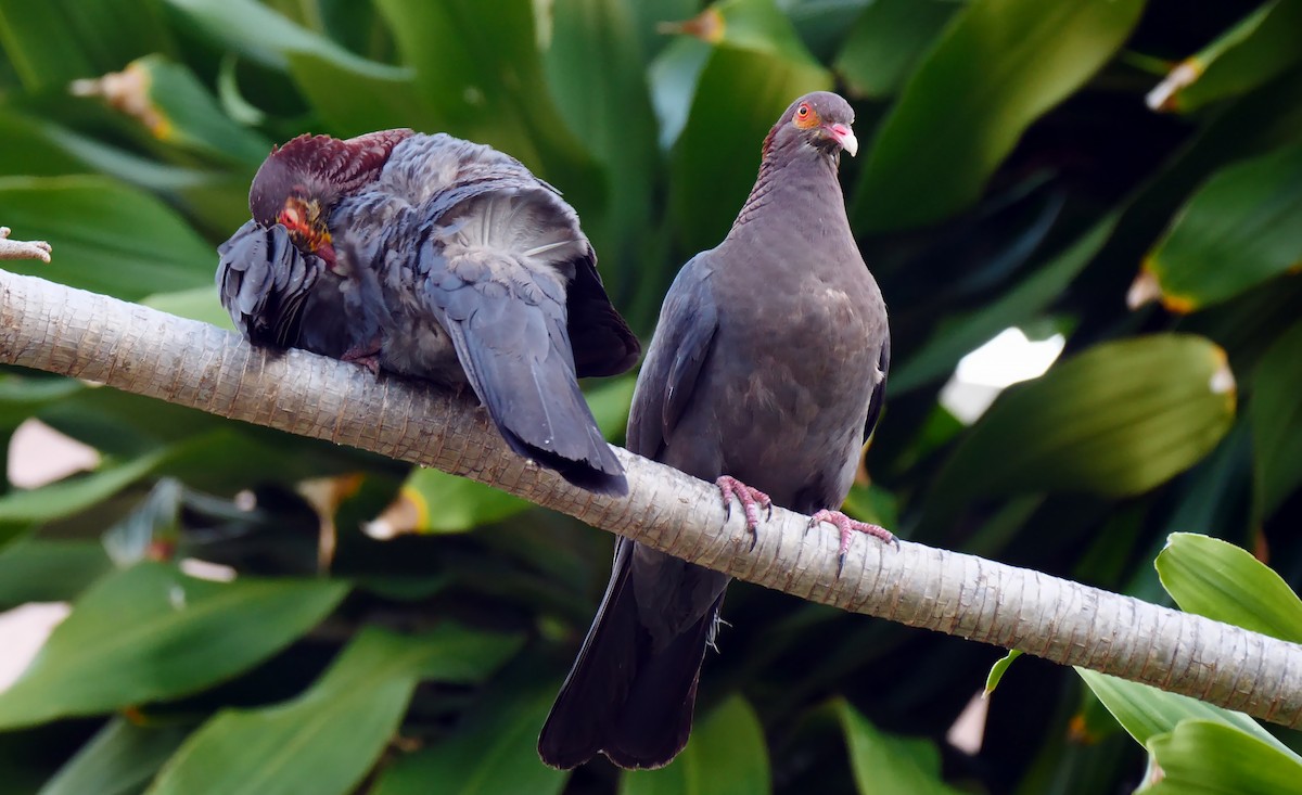 Scaly-naped Pigeon - ML205132091