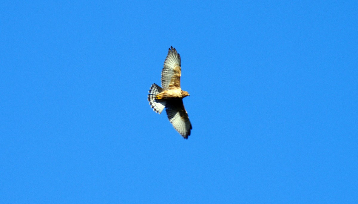 Broad-winged Hawk (Caribbean) - ML205132101