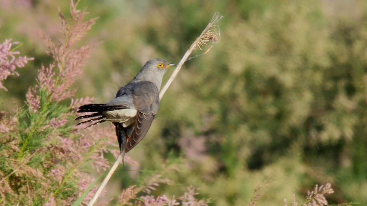 Common Cuckoo - Josep del Hoyo