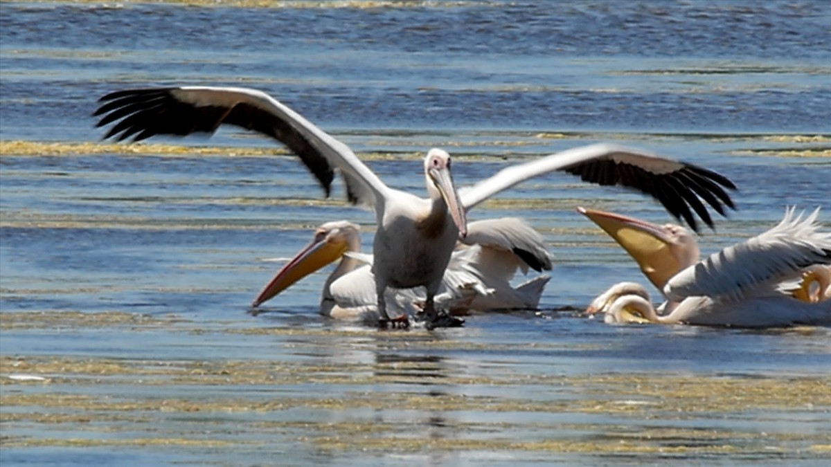 pelikán bílý - ML205132201