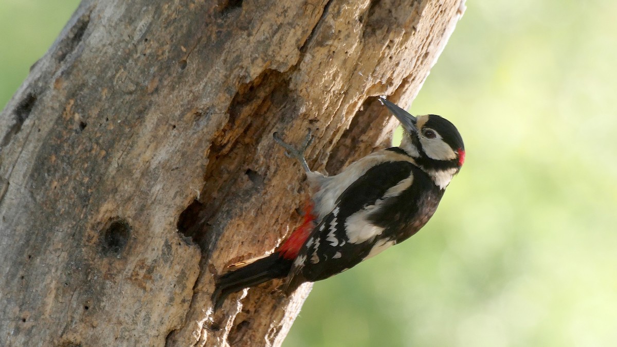 Great Spotted Woodpecker (Great Spotted) - Josep del Hoyo