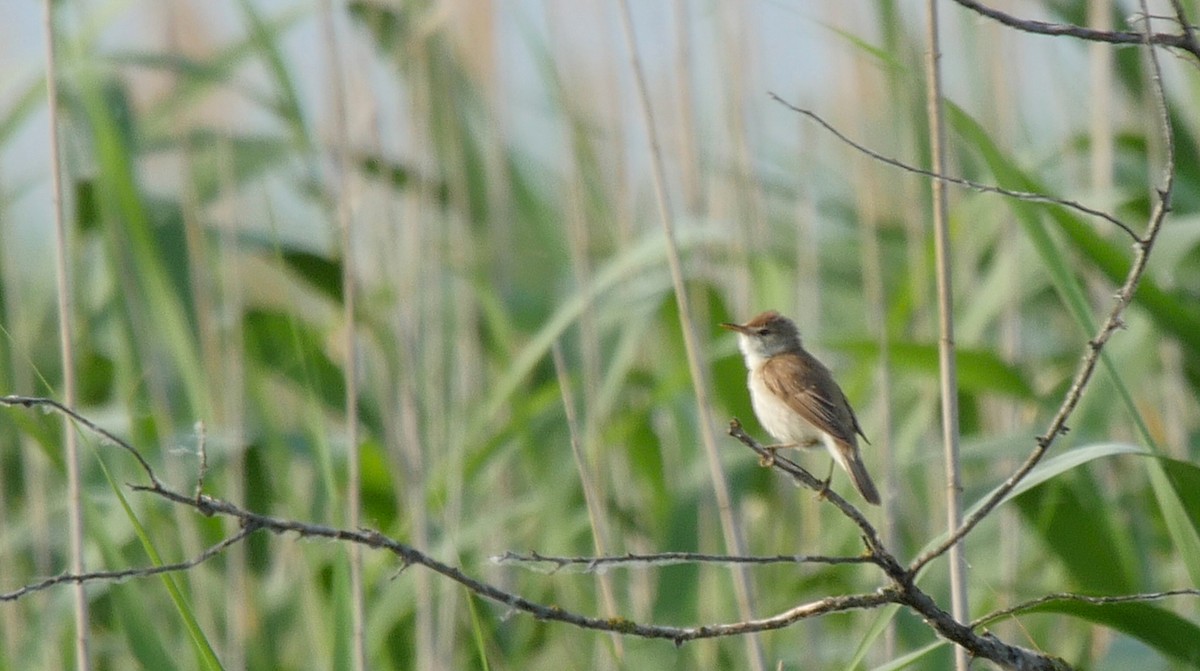 Common Reed Warbler (Common) - ML205132311