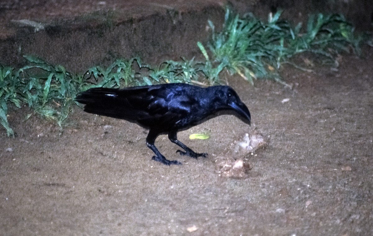 Large-billed Crow (Indian Jungle) - ML205132441