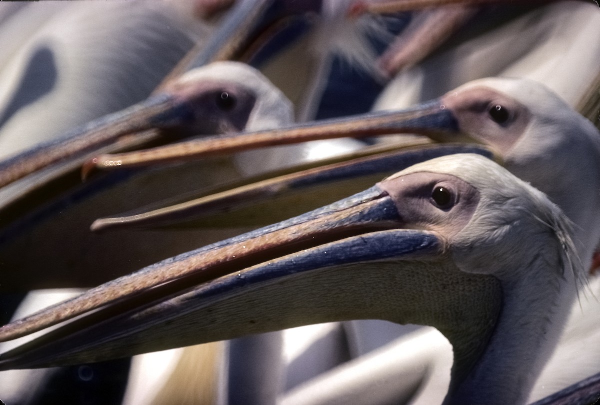 Great White Pelican - Josep del Hoyo