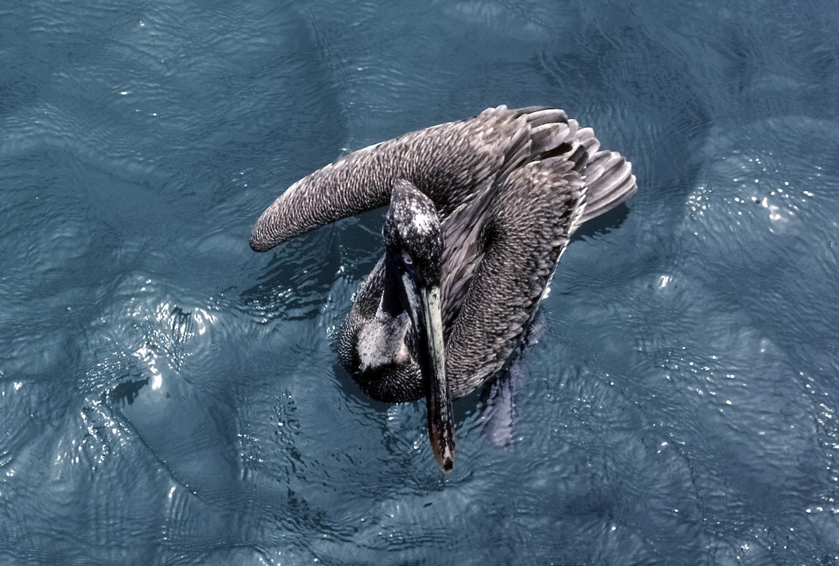 Brown Pelican (Galapagos) - Josep del Hoyo