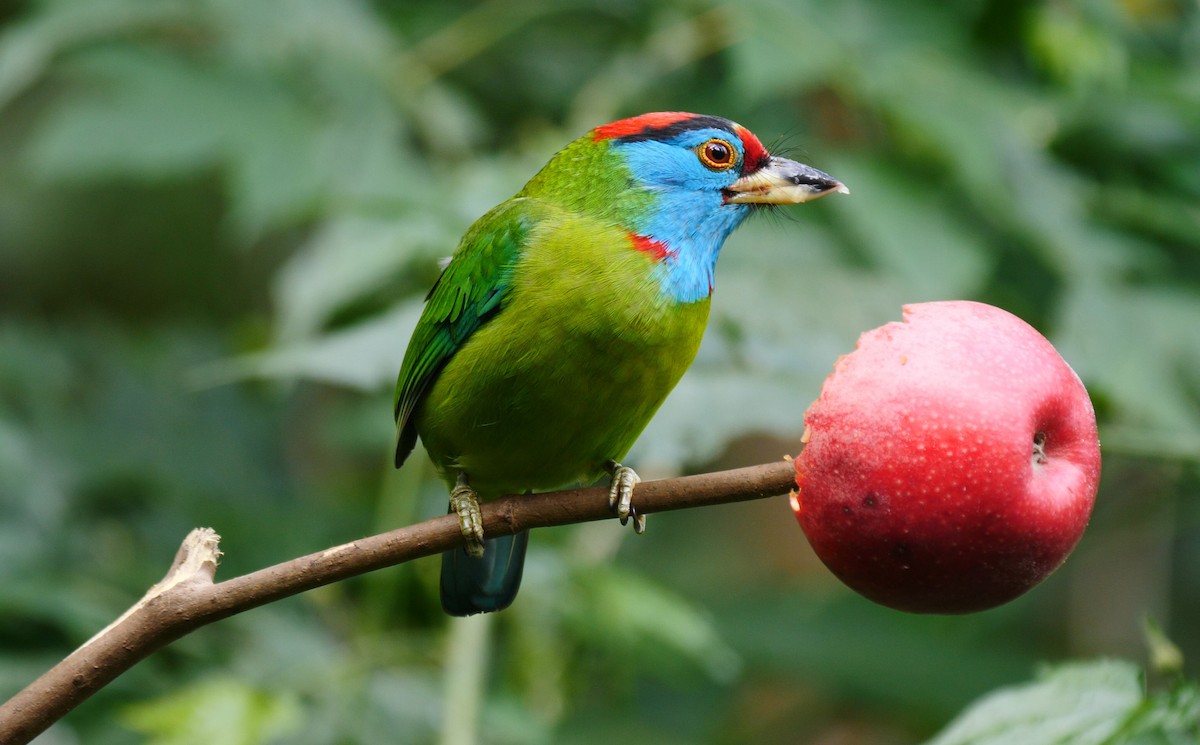 Blue-throated Barbet (Red-crowned) - ML205133181